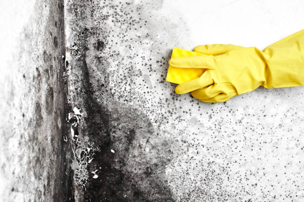 Best Fast Mold Removal  in Aspermont, TX