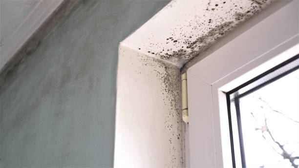 Best Certified Mold Removal  in Aspermont, TX