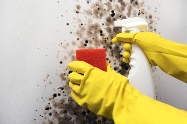 Office Mold Removal Services in Aspermont, TX