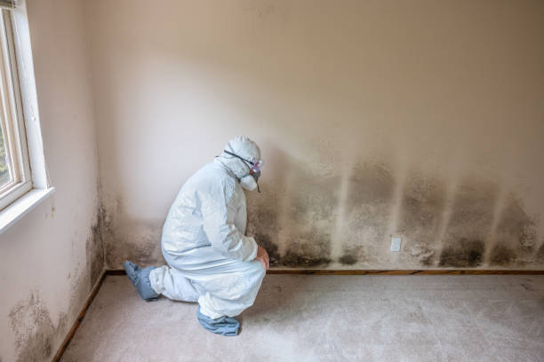 Aspermont, TX Mold Removal Company